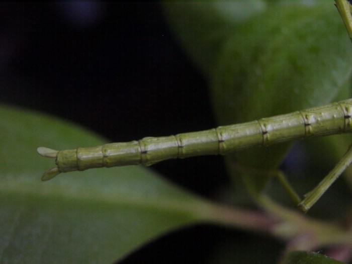 PSG 33 Acanthoxyla intermedia 