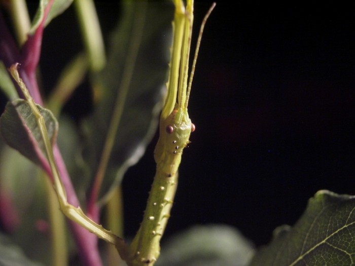 PSG 33 Acanthoxyla intermedia