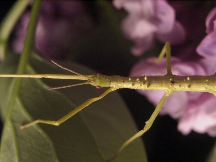 PSG 33 Acanthoxyla intermedia