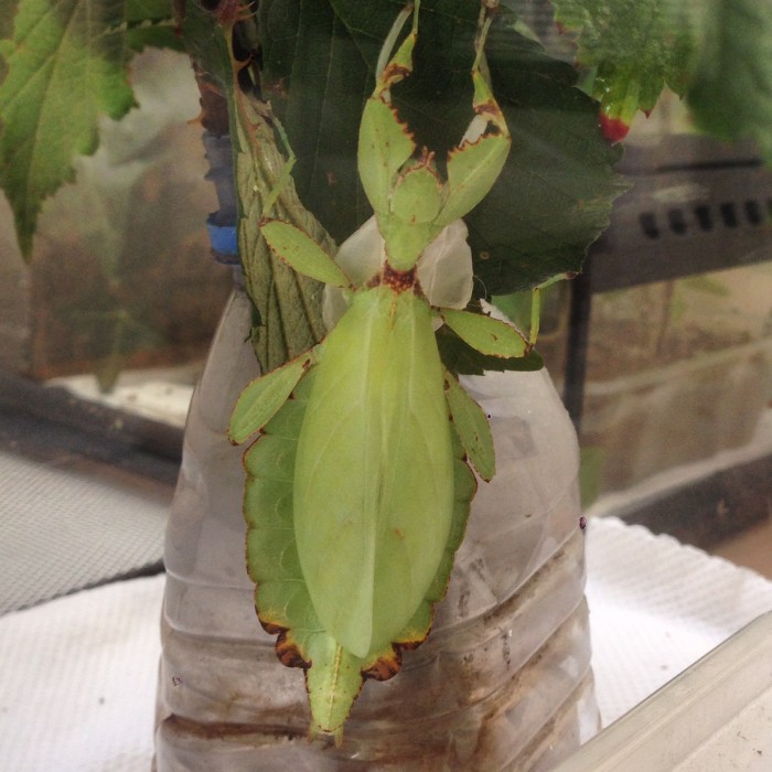 PSG 347 Phyllium jacobsoni wings Copyright © KorinaAbbott