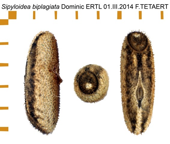 PSG 352 Sipyloidea biplagiata ova