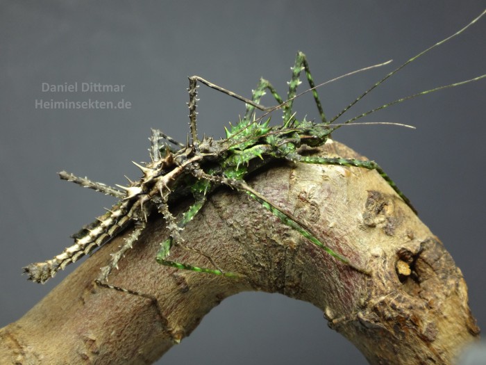 PSG 368 Brockphasma spinifemoralis adult pair Bach Ma Copyright © Daniel Dittmar