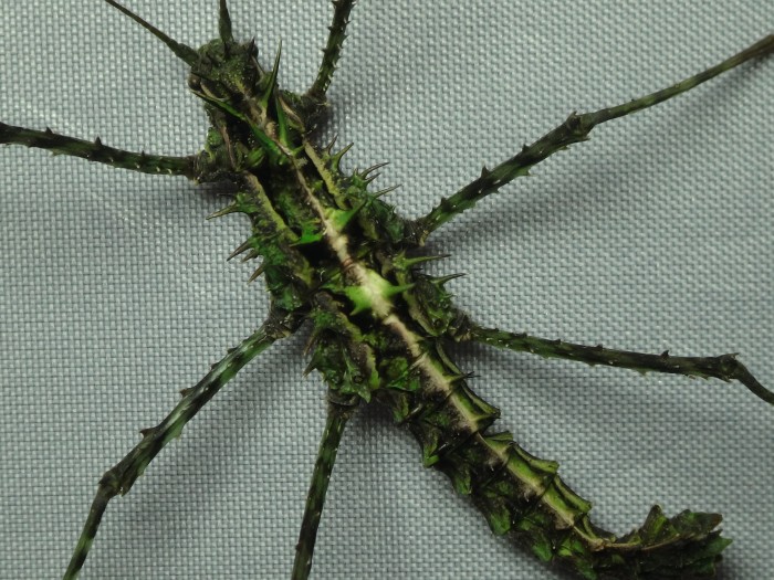 PSG 368 Brockphasma spinifemoralis gynandomorph2 Bach Ma Copyright © Daniel Dittmar