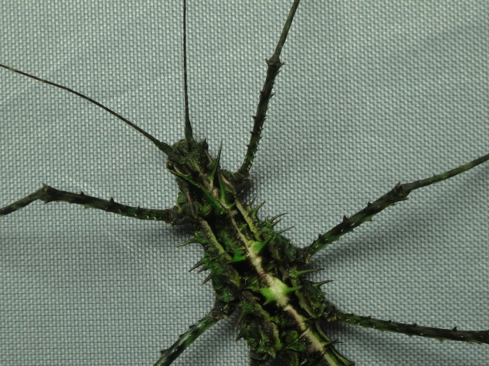 PSG 368 Brockphasma spinifemoralis gynandomorph head Bach Ma Copyright © Daniel Dittmar