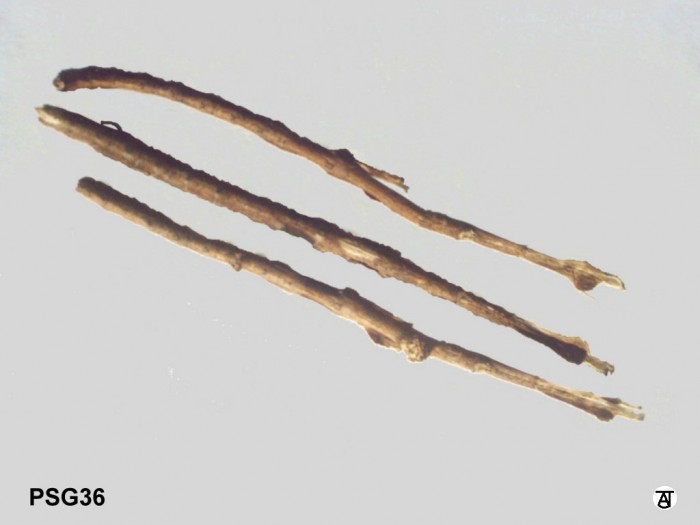 PSG 36 Lonchodes haematomus Fs- 3259u Copyright © Tony James