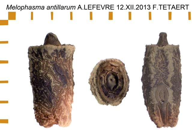 PSG 370 Melophasma antillarum ova