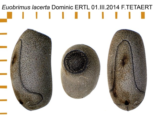 PSG 377 Euobrimus lacerta ova