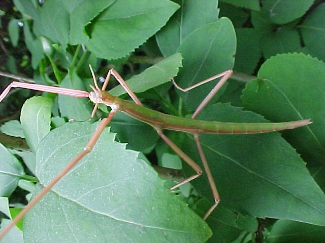 PSG 3 Bacillus rossius green adult female