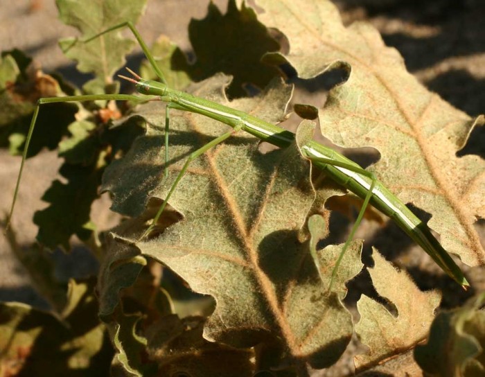 PSG 45 Clonopsis gallica