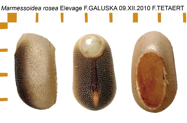 PSG 46 Marmessoidea rosea ova