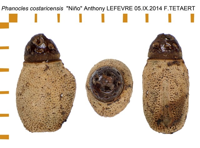 PSG 47 Phanocles costaricensis Nino ova