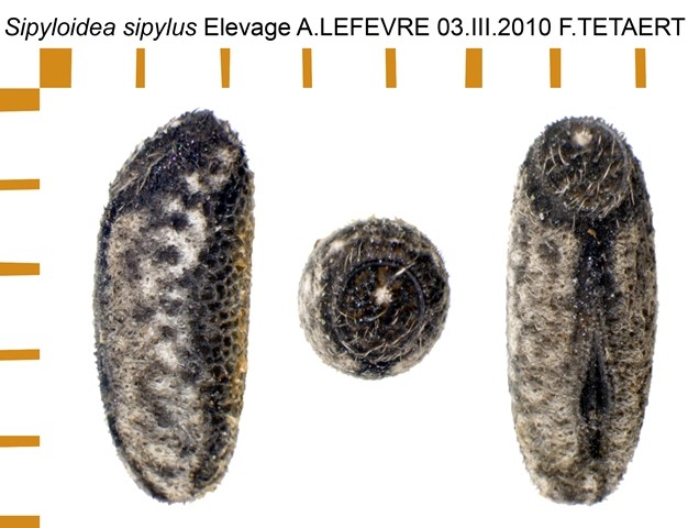 PSG 4 Sipyloidea sipylus ova