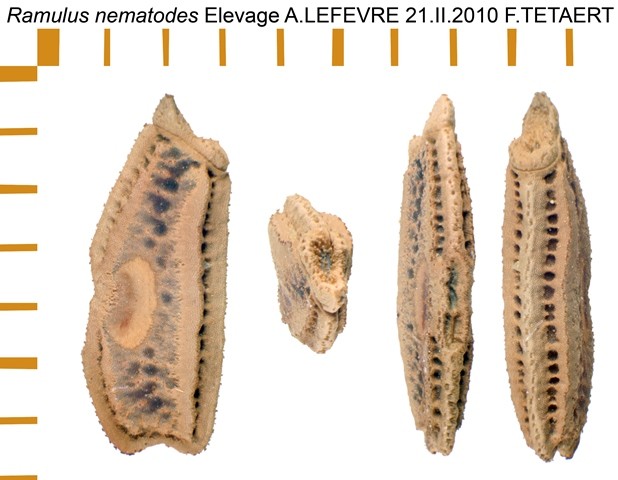 PSG 55 Ramulus nematodes ova