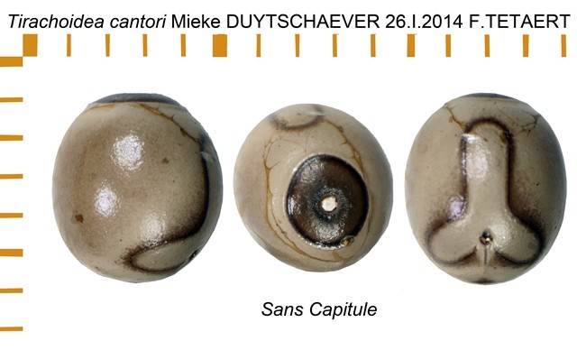 PSG 58 Tirachoidea cantori ova