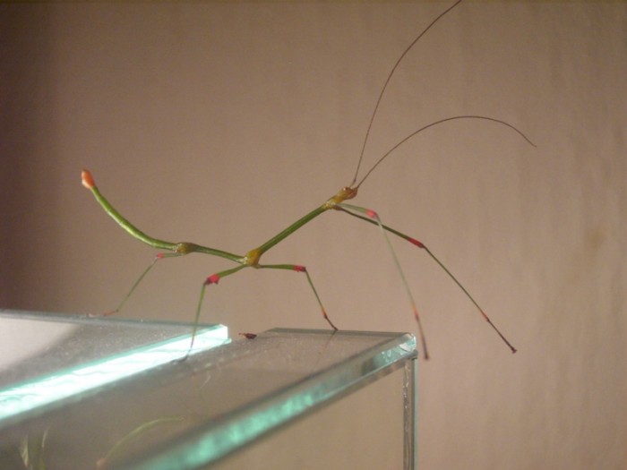 PSG 66 Carausius sanguineoligatus adult male3