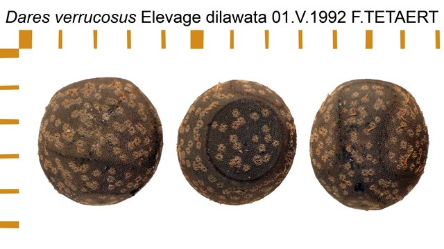 PSG 69 Dares verrucosus ova