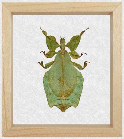 PSG 72 Phyllium giganteum adult female3
