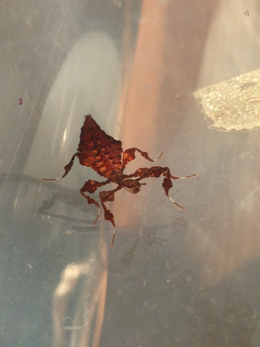 PSG 72 Phyllium giganteum nymph2 Copyright © KorinaAbbott