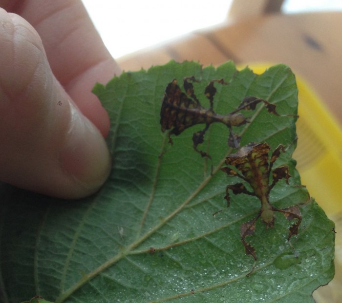 PSG 72 Phyllium giganteum nymphs Copyright © KorinaAbbott