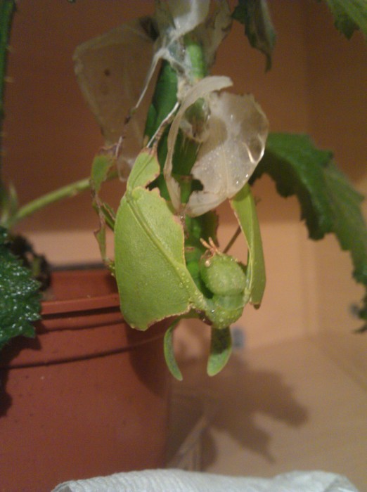 PSG 72 Phyllium giganteum skinshed1 Copyright © KorinaAbbott