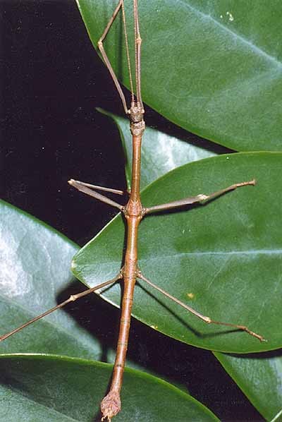PSG 73 Phenacephorus cornucervi adult male