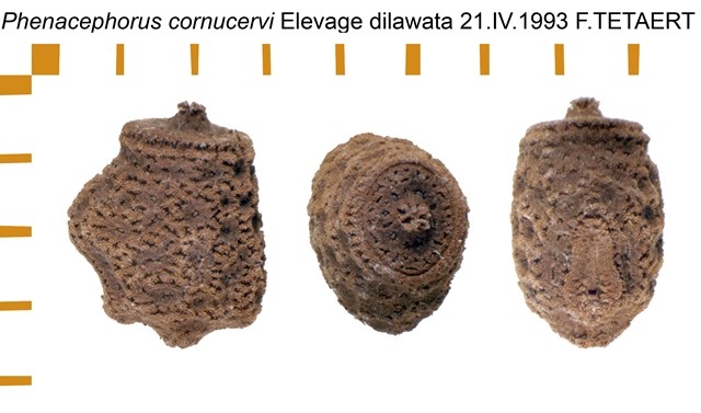 PSG 73 Phenacephorus cornucervi ova