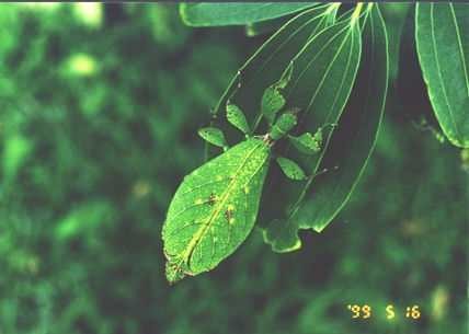 PSG 76 Phyllium hausliethneri adult female