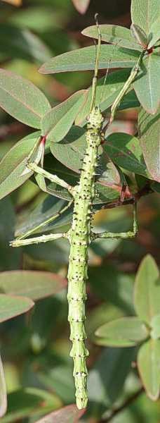 PSG 80 Acanthoxyla geisovii4