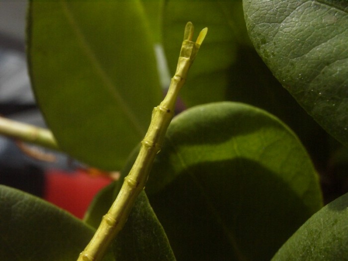 PSG 80 Acanthoxyla geisovii8