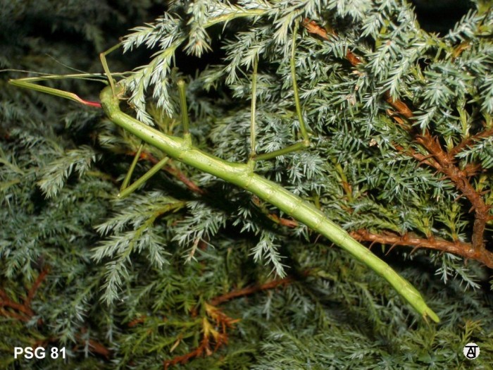 PSG 81 Acanthoxyla inermis Copyright © Tony James