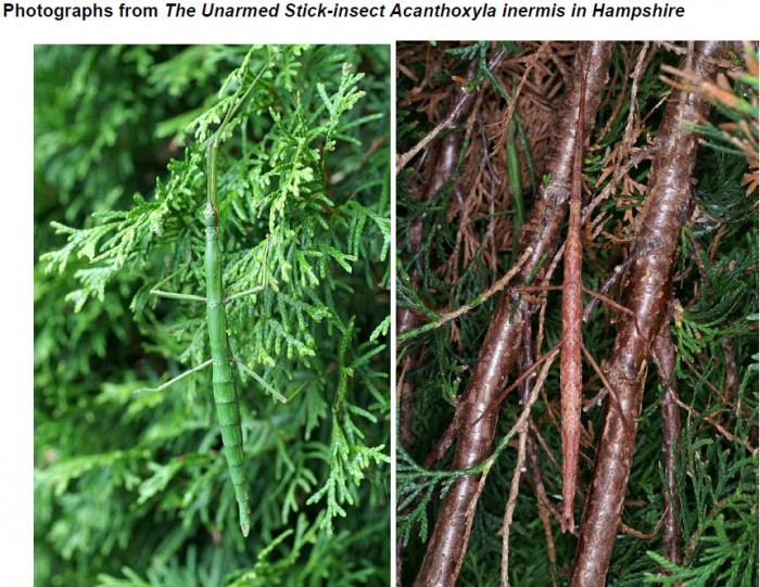 PSG 81 Acanthoxyla inermis in Hampshire Copyright © Paul Brock