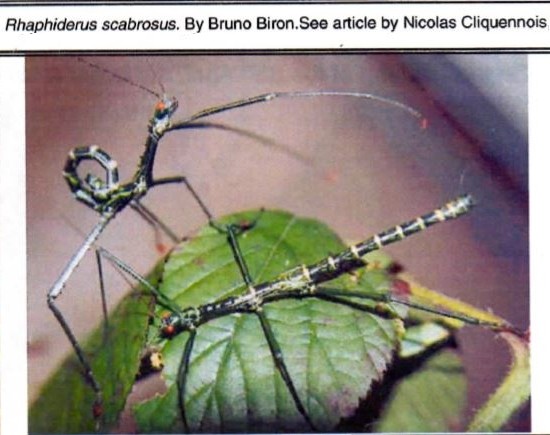PSG 83 Rhaphiderus scabrosus Copyright © Bruno Biron