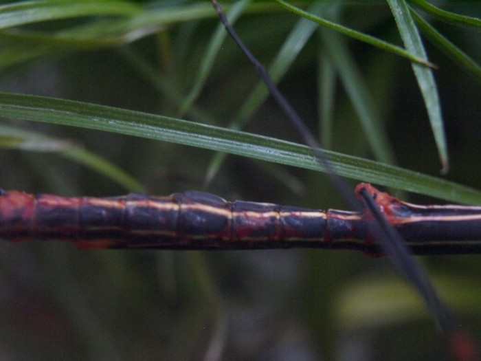 PSG 84 Oreophoetes peruana gynandromorph2