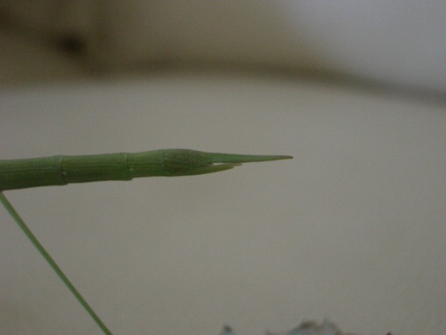 PSG 90 Rhamphosipyloidea gorkomi adult female ovipositor Copyright © NFord