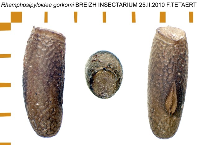 PSG 90 Rhamphosipyloidea gorkomi ova