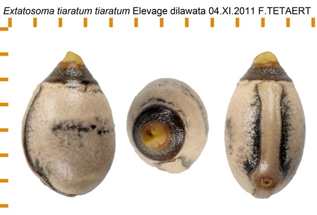 PSG 9 Extatosoma tiaratum ova