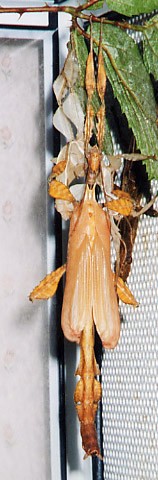 PSG 9 adult male moult2 Copyright © NFord