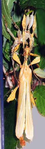 PSG 9 adult male moult3 Copyright © NFord