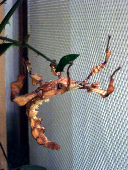 PSG 9 female nymph orange Copyright © NFord