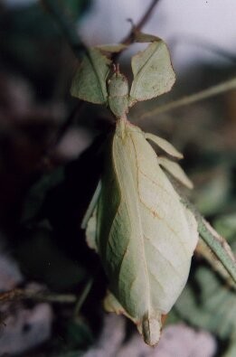 PSG 128 Phyllium westwoodii adult female