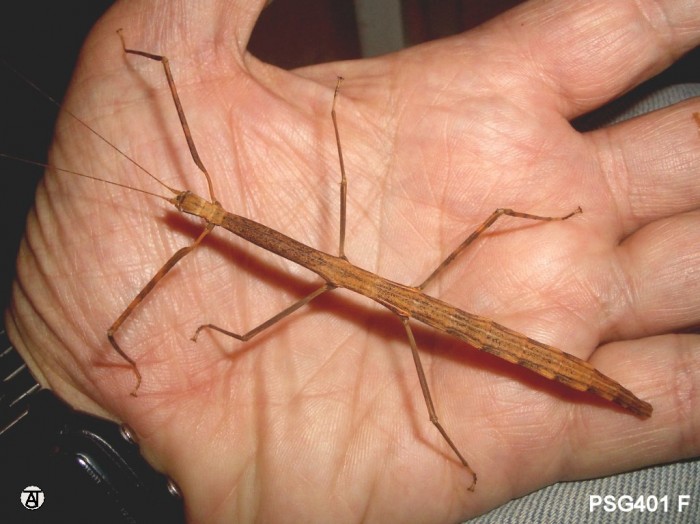 PSG 401 Clonistria bicoloripes adult female