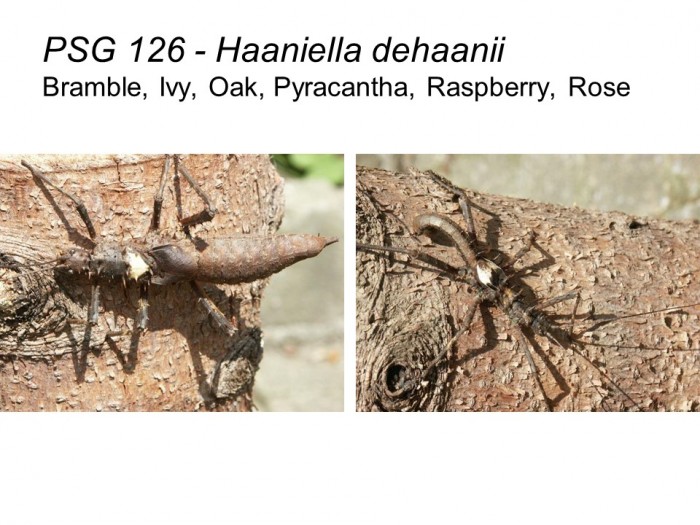 PSG 126 Haaniella dehaanii adult pair