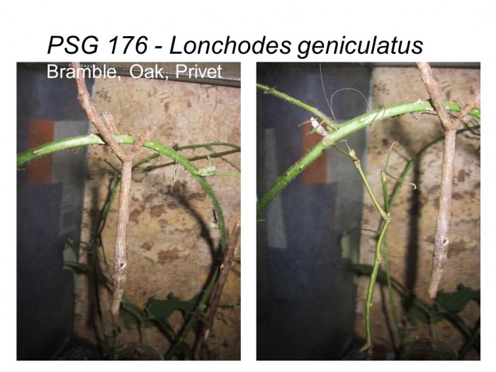 PSG 176 Lonchodes geniculatus adult female and male