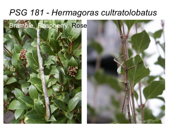 PSG 181 Hermagoras cultratolobatus adult female and male