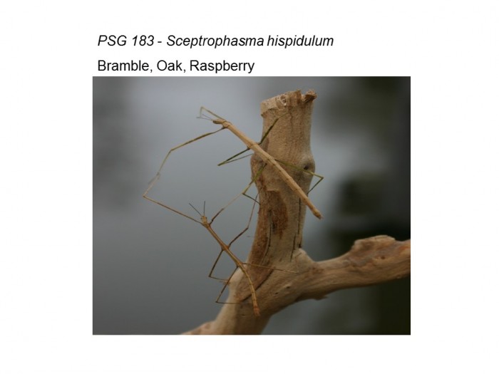 PSG 183 Sceptrophasma hispidulum adult pair