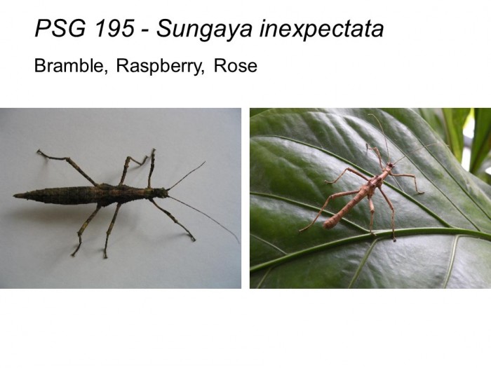 PSG 195 Sungaya inexpectata adult male and female