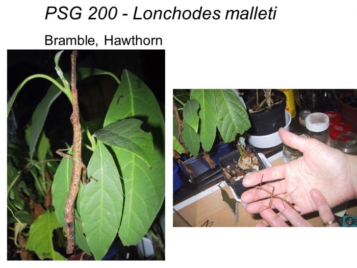 PSG 200 Lonchodes malleti adult male and female