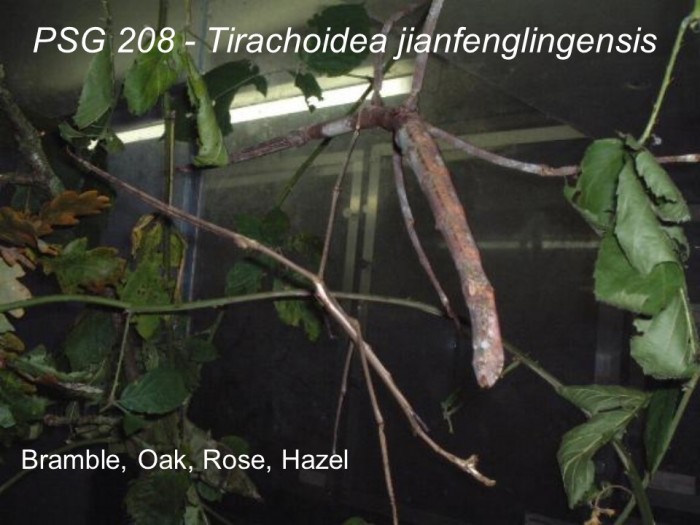 PSG 208 Tirachoidea jianfenglingensis adult male and female