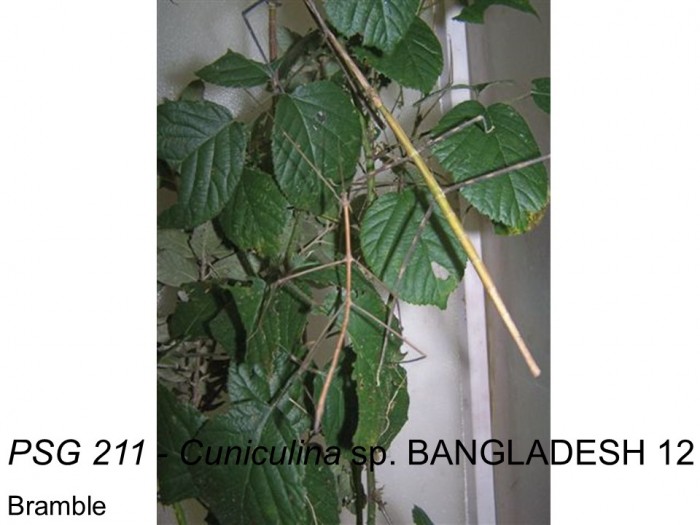PSG 211 Cuniculina sp. &quot;BANGLADESH 12&quot; adult pair