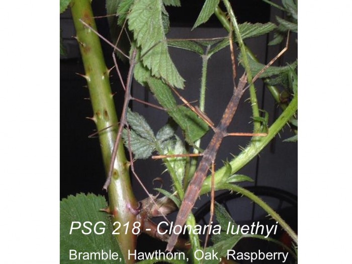 PSG 218 Clonaria luethyi adult pair